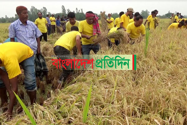 নওগাঁয় অসহায় কৃষকের ধান কেটে দিলো শিক্ষক-শিক্ষার্থীরা