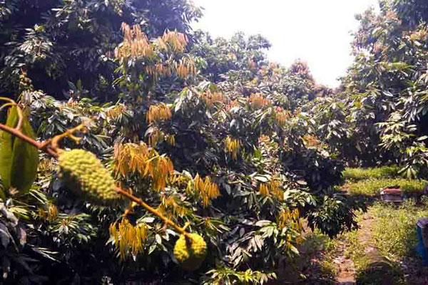 এবার লিচুর ফলন কম, করোনায় বাজার নিয়েও আশঙ্কা