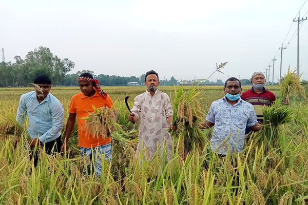 জলঢাকায় কৃষকের ধান কেটে দিলো কৃষকলীগ
