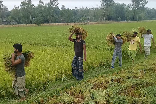ডোমারে বৃদ্ধার ধান কেটে দিল ছাত্রলীগ
