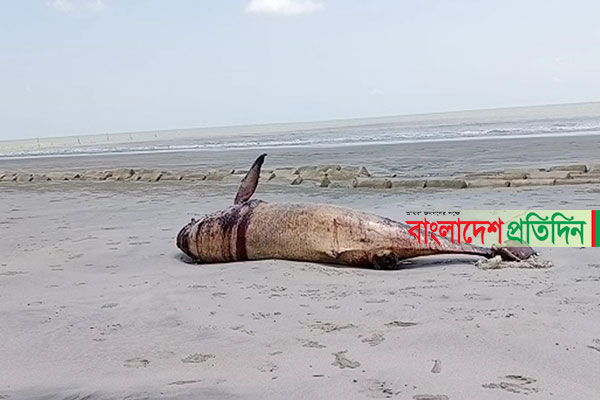 কুয়াকাটা সৈকতে ভেসে উঠলো মৃত ডলফিন

