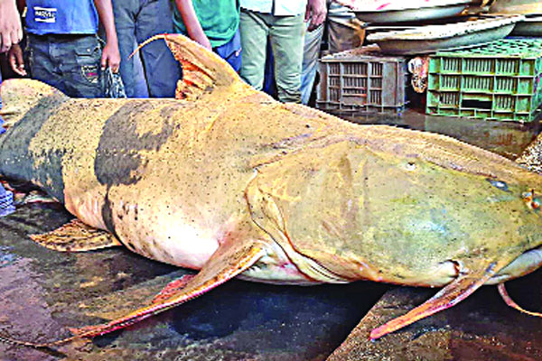 কুশিয়ারায় জেলের জালে সাড়ে চার মণের বাগাড়
