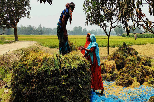 ঘোড়াঘাটে বোরোর বাম্পার ফলন