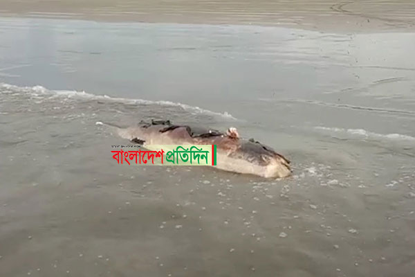 কুয়াকাটা সৈকতে ভেসে আসছে একের পর এক মৃত ডলফিন

