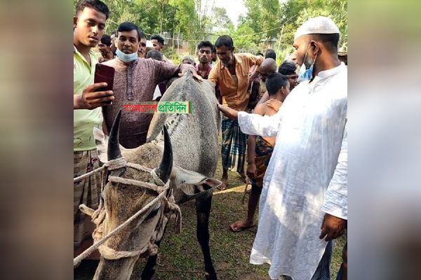 সাফারি পার্ক থেকে পালিয়ে যাওয়া নীলগাই মধুপুর থেকে উদ্ধার