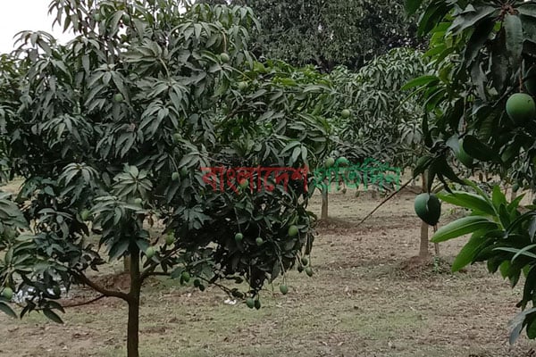 হাড়িভাঙ্গা আম পাওয়া যাবে জুনের তৃতীয় সপ্তাহে