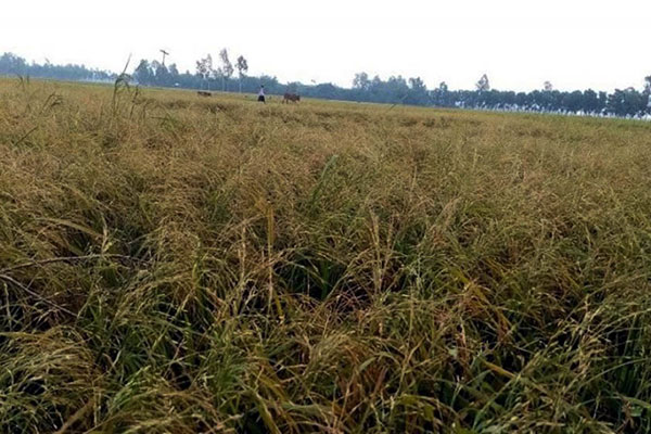 দিনাজপুরে ঝড়-শিলাবৃষ্টিতে ধান-সবজির ব্যাপক ক্ষতি