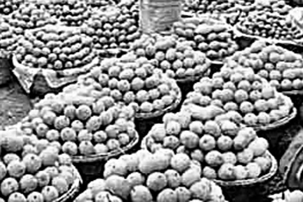 আমে ঘুরছে নওগাঁর অর্থনীতির চাকা