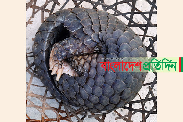 কুলাউড়া থেকে দুর্লভ বনরুই উদ্ধার 