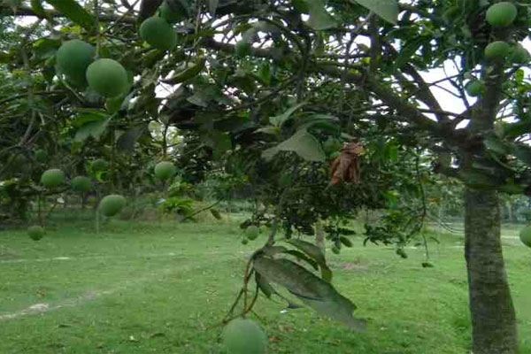 জৈষ্ঠ্যের প্রথম দিনে আম পাড়া শুরু রাজশাহীতে