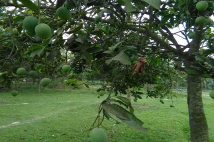জৈষ্ঠ্যের প্রথম দিনে আম পাড়া শুরু রাজশাহীতে