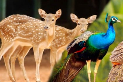 বেড়েছে প্রজনন, বিক্রি হবে চিড়িয়াখানার অতিরিক্ত হরিণ-ময়ূর
