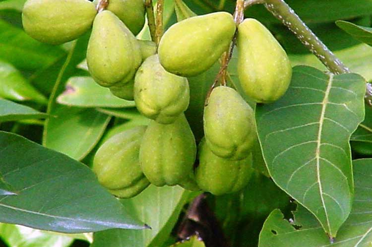 হজমশক্তি বৃদ্ধি করে বহেড়া 