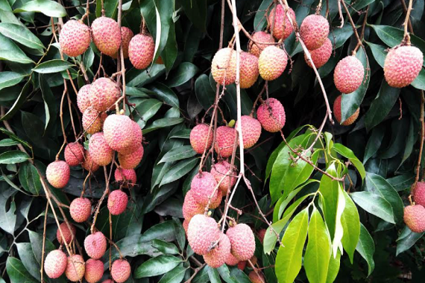 দেশ সেরা দিনাজপুরী লিচু এখন বাজারে