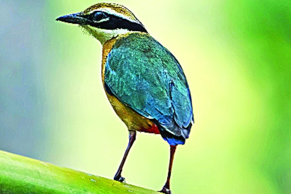 গ্রীষ্মের পরিযায়ী দেশি শুমচা