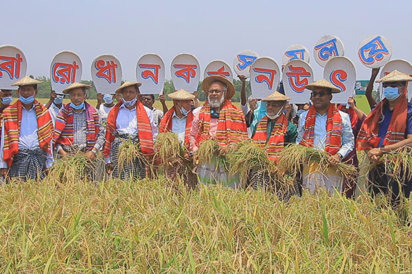 পাবনায় সমলয় পদ্ধতির বোরো ধান কর্তন উৎসব