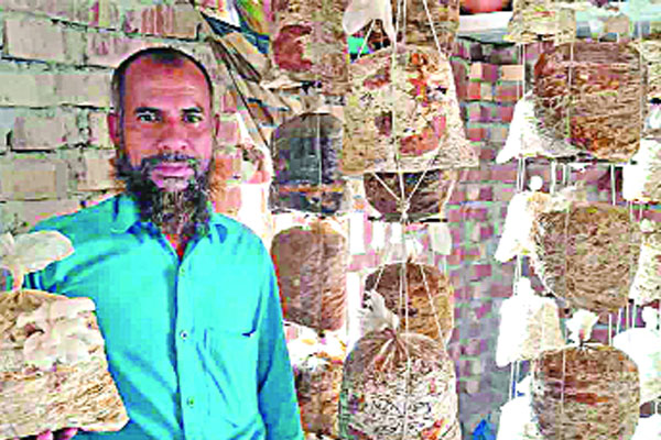 নওগাঁয় মাশরুম চাষে সাফল্য