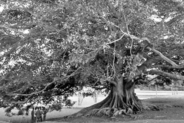জুয়ায় সর্বনাশ যুবসমাজের