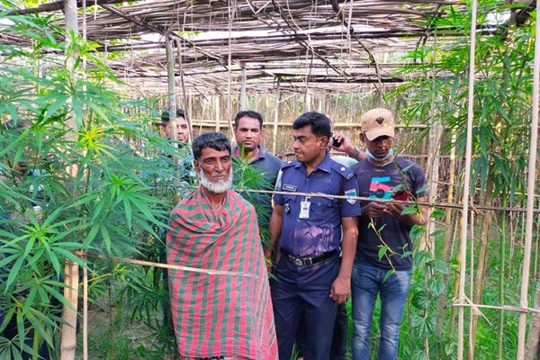 গাংনীতে গাঁজা গাছসহ আটক ১