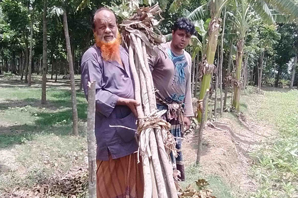 ঝিনাইদহে কৃষকের মেহগনি গাছ কেটে ফেলল দুর্বৃত্তরা