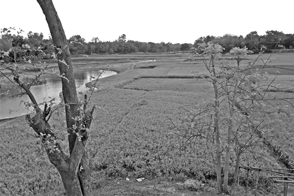 নদী এখন ফসলের খেত