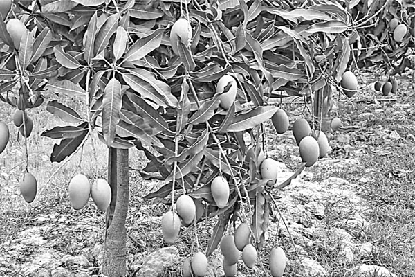 নওগাঁয় আমের বাম্পার ফলন