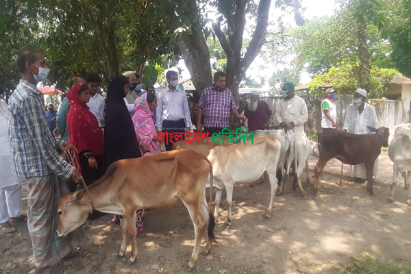 তেঁতুলিয়ায় ভিক্ষুকদের গরু বিতরণ