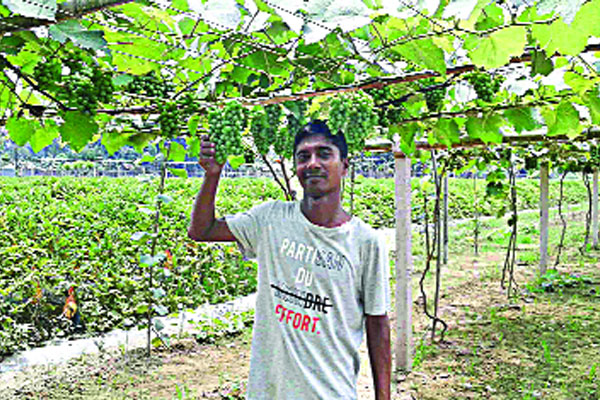 ঝিনাইদহে আঙুর চাষে সাফল্য