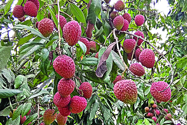 লিচু ইতিমধ্যে বাজারে