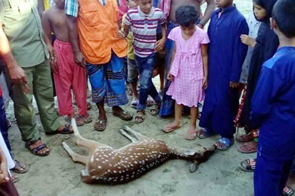 কুকুরের তাড়া খেয়ে মারা গেল সুন্দরবনের চিত্রল হরিণ