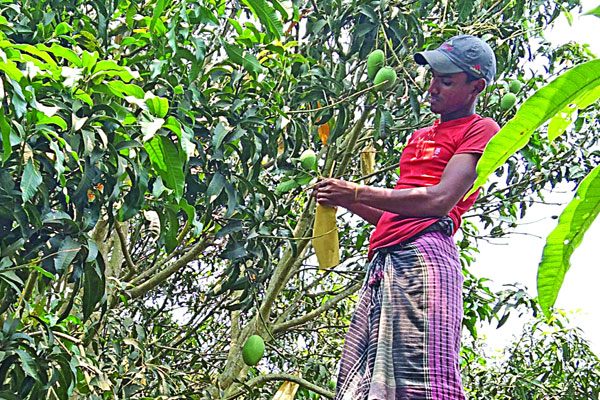 বিশ্ববাজারে রপ্তানির টার্গেটে বিষমুক্ত হচ্ছে ১১ কোটি আম