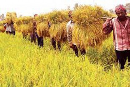 ঘূর্ণিঝড় ‘ইয়াস’: ফসল রক্ষায় সরকারের ১০ পরামর্শ

