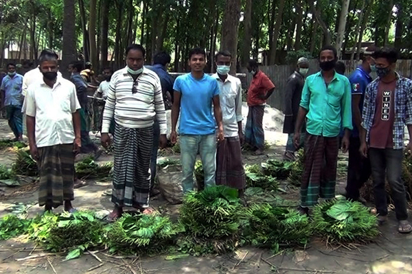 দিনাজপুরে ক্ষতি কাটিয়ে ঘুরে দাঁড়িয়েছেন পান চাষিরা