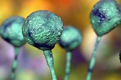 দেশে ‘ব্ল্যাক ফাঙ্গাস’ শনাক্ত