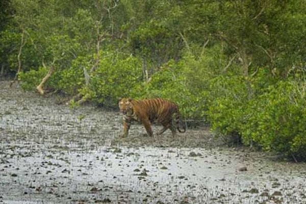 ঘূর্ণিঝড় ইয়াসে সুন্দরবন থেকে বেরিয়ে এলো বাঘ