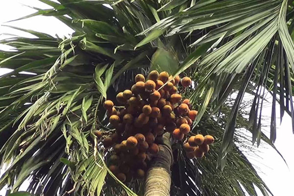 পঞ্চগড়ের সুপারি যাচ্ছে সারা দেশে, বাণিজ্যিক আকারে বাড়ছে বাগান