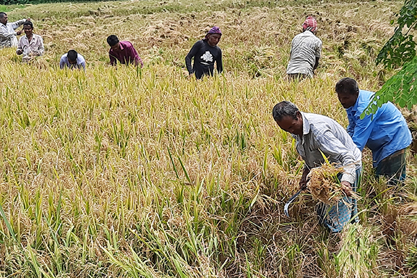 বোরো ধানের ভাল দাম পাওয়ায় দিনাজপুরে কৃষকের মুখে হাসি