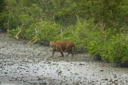 ঘূর্ণিঝড় ইয়াসে সুন্দরবন থেকে বেরিয়ে এলো বাঘ
