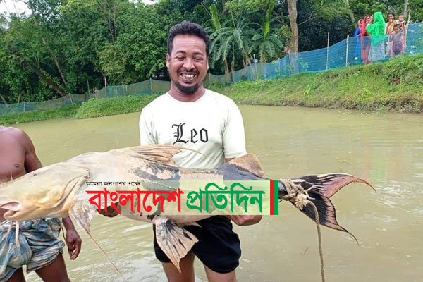 ডোবায় ধরা পড়লো ২৯ কেজি ওজনের পাহাড়ি বাঘাইর