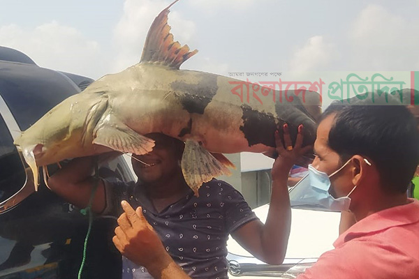 পদ্মায় সাড়ে ৩১ কেজির বাগাইড়