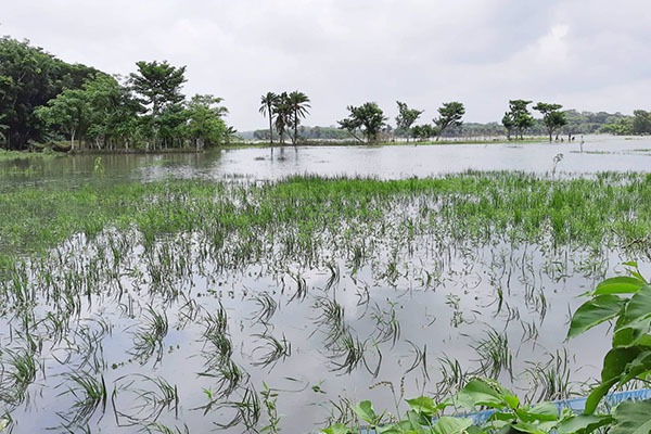 বরগুনায় তলিয়ে আছে বীজতলা ও আউশ ধানের ক্ষেত
