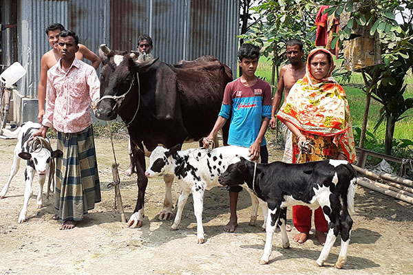 একসাথে ৩ বাছুর জন্ম দিল গাভী