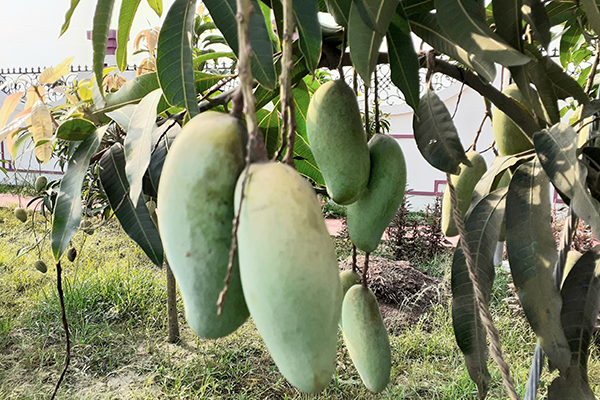 ১৫ জাতের আমের মেলা