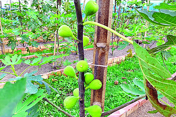 শ্রীপুরে বাণিজ্যিকভাবে চাষ হচ্ছে ত্বিন ফল