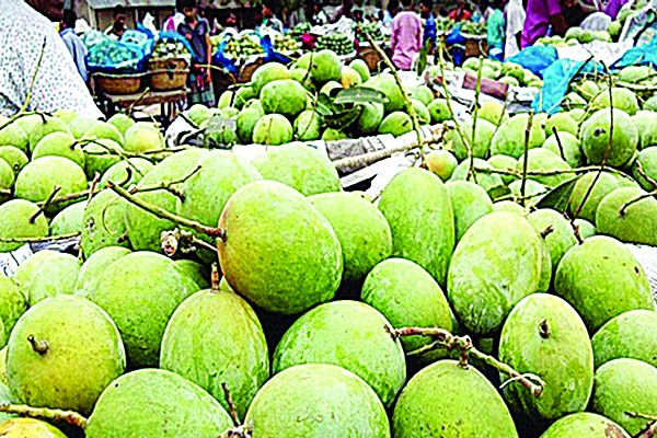 রাজশাহীর বাঘার আম যাচ্ছে ইংল্যান্ডে