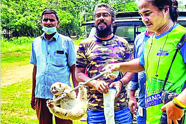১৫০ কিলোমিটার পাড়ি দিয়ে লজ্জাবতী বানর উদ্ধার