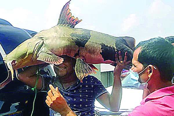পদ্মার বাঘৈর বিক্রি  ৪৪ হাজার টাকায়