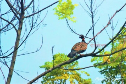 হারিয়ে যাচ্ছে বিরল পাখি কালো তিতির