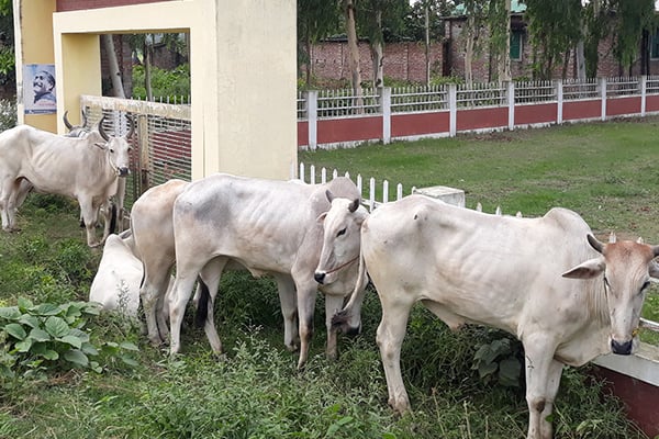 করোনার ‘ভারতীয় ধরন’ আতঙ্কেও ঠাকুরগাঁওয়ে আসছে গরু