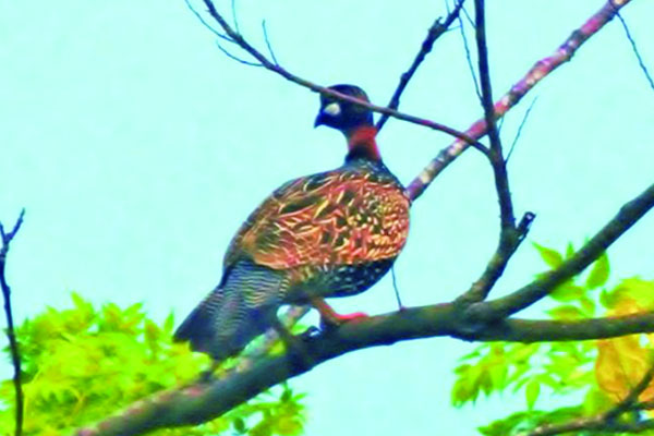 হারিয়ে যাচ্ছে কালো তিতির